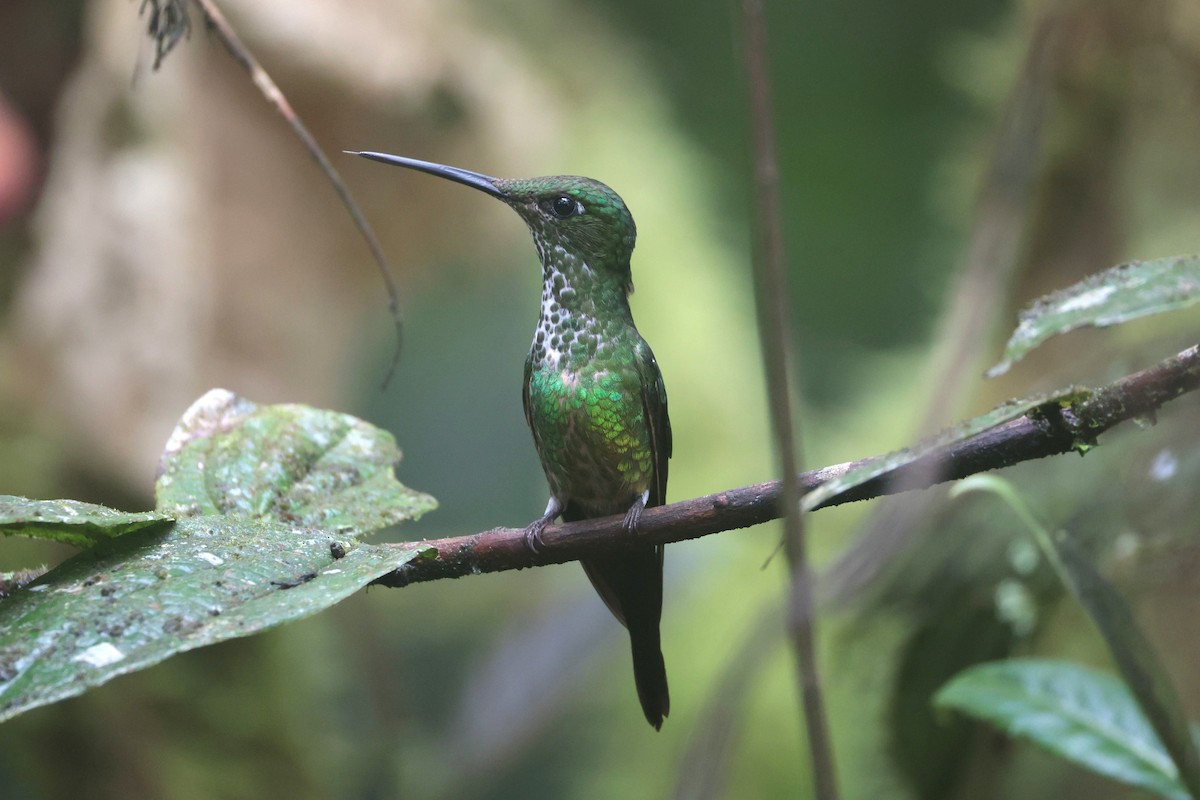 İmparator Pırıltı - ML644185691