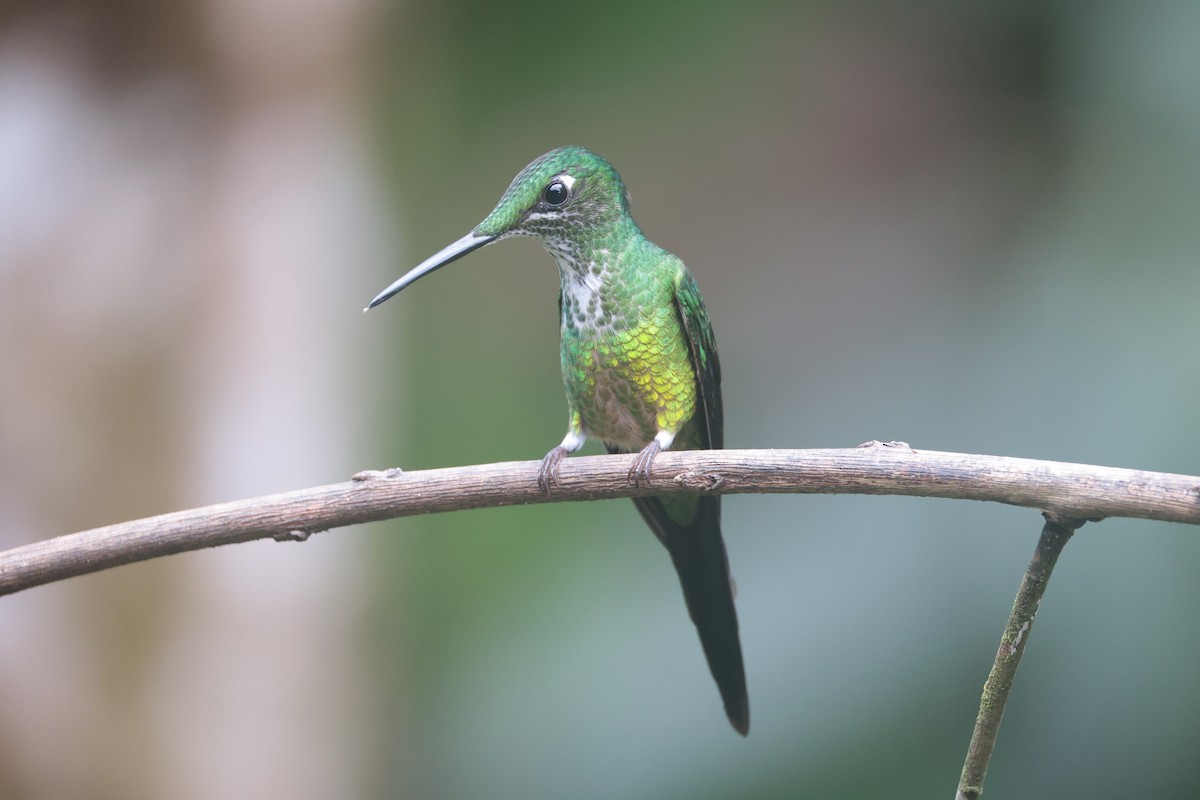 İmparator Pırıltı - ML644185692