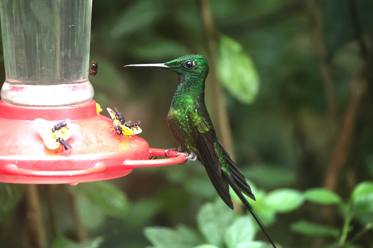 İmparator Pırıltı - ML644185693