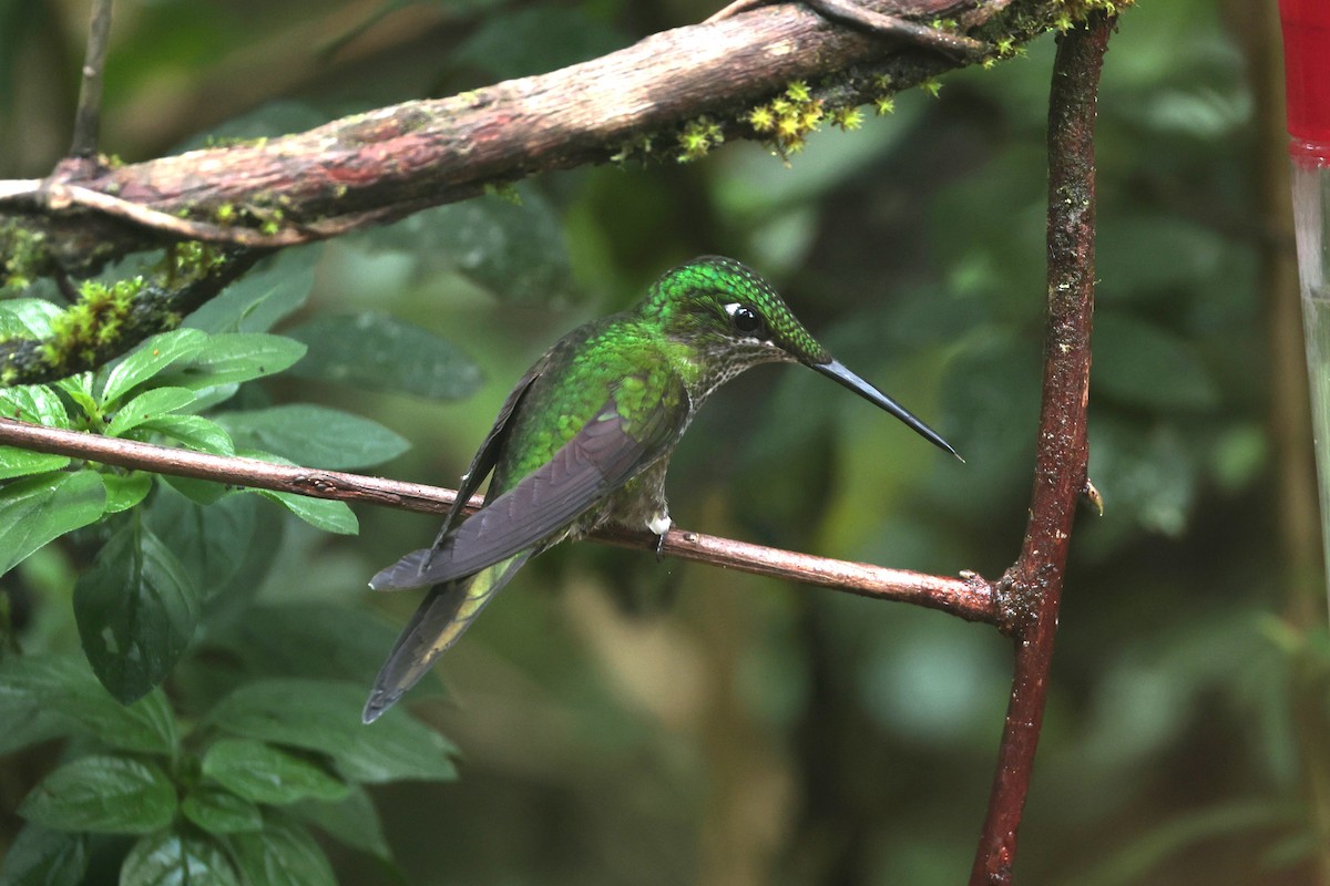 İmparator Pırıltı - ML644185694