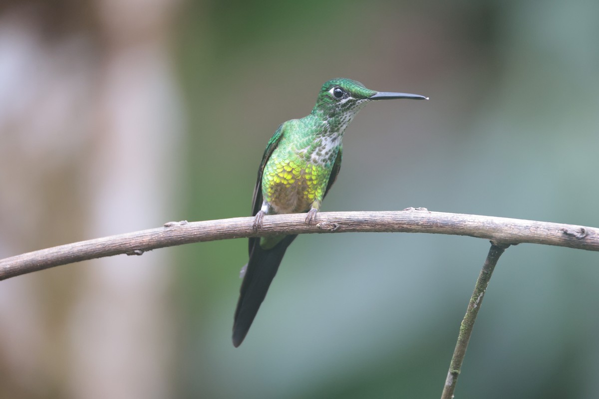 İmparator Pırıltı - ML644185695