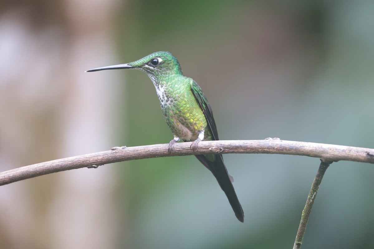 İmparator Pırıltı - ML644185697