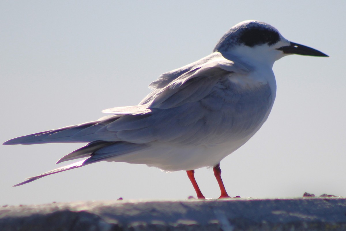 Forster's Tern - ML644185715