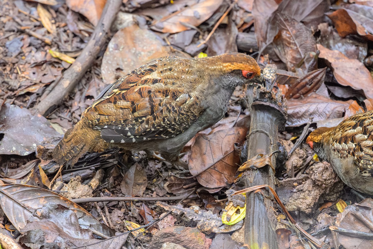 Spot-winged Wood-Quail - ML644185728