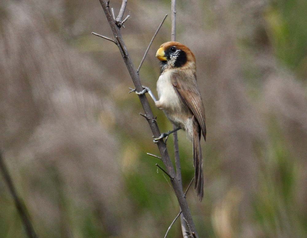 Paradoxornis fléché - ML644185730