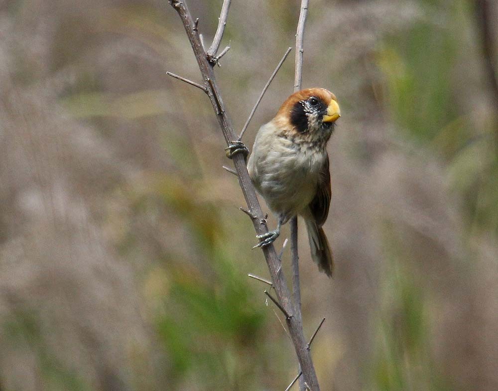 Paradoxornis fléché - ML644185731