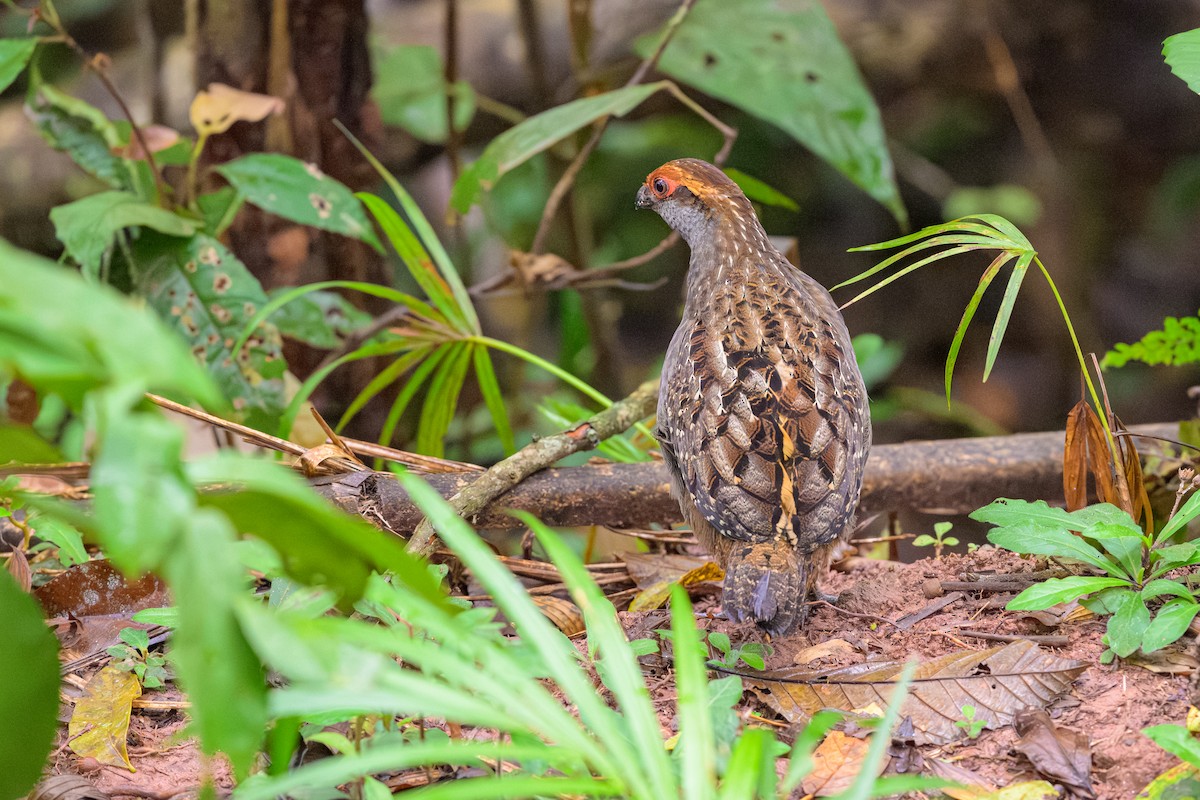 Spot-winged Wood-Quail - ML644185740
