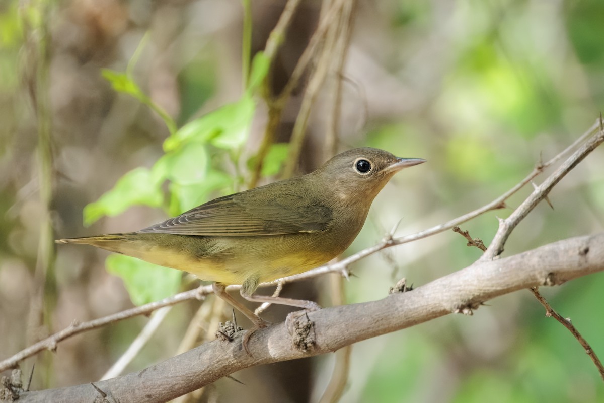 ハイムネアメリカムシクイ - ML644185744