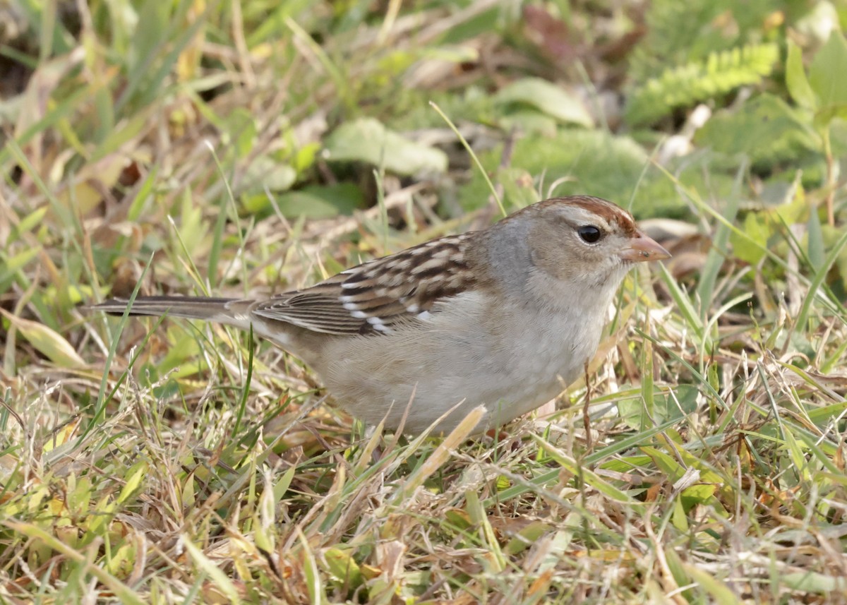 Bruant à couronne blanche - ML644185746