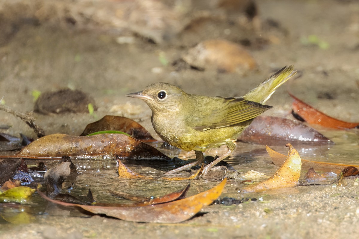 ハイムネアメリカムシクイ - ML644185756