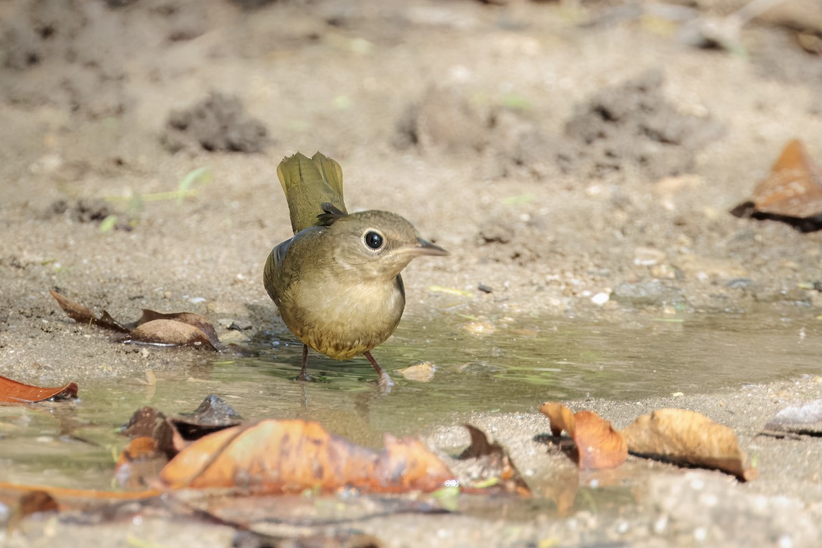 ハイムネアメリカムシクイ - ML644185765