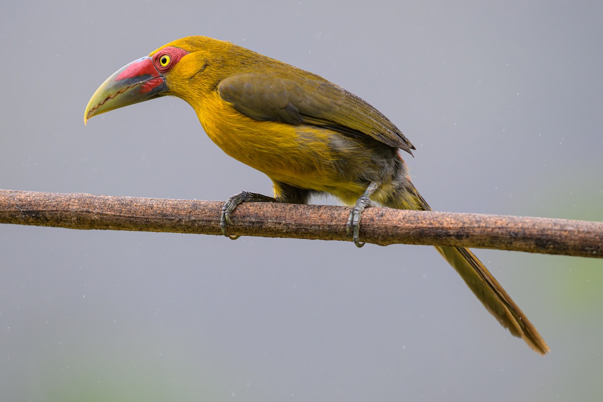 Saffron Toucanet - ML644185770