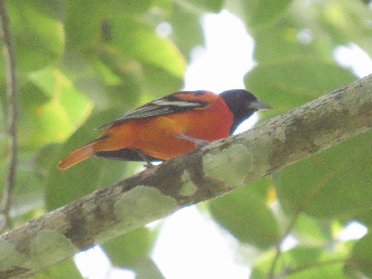 Baltimore Oriole - ML644185779