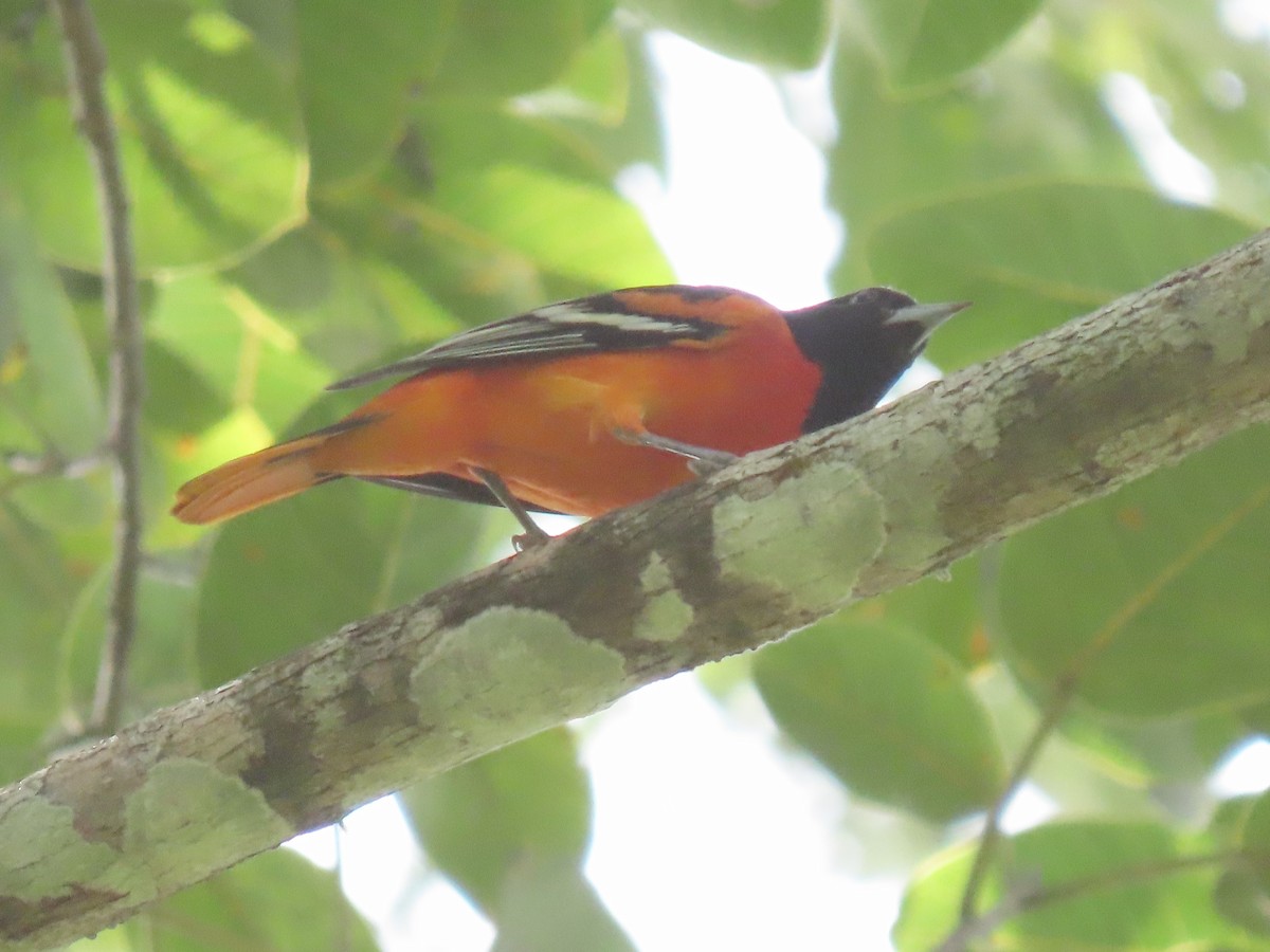 Baltimore Oriole - ML644185780
