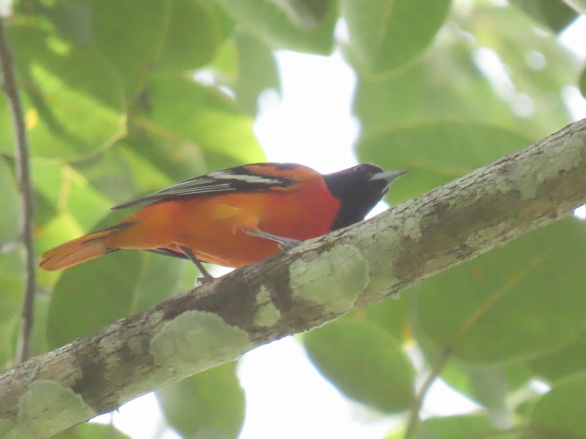 Baltimore Oriole - ML644185781