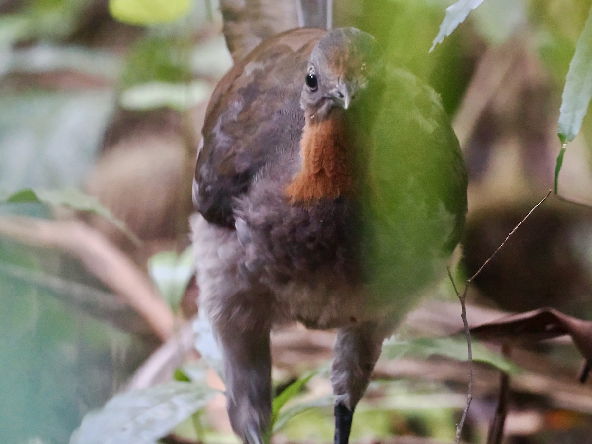 lyrochvost nádherný - ML644185782