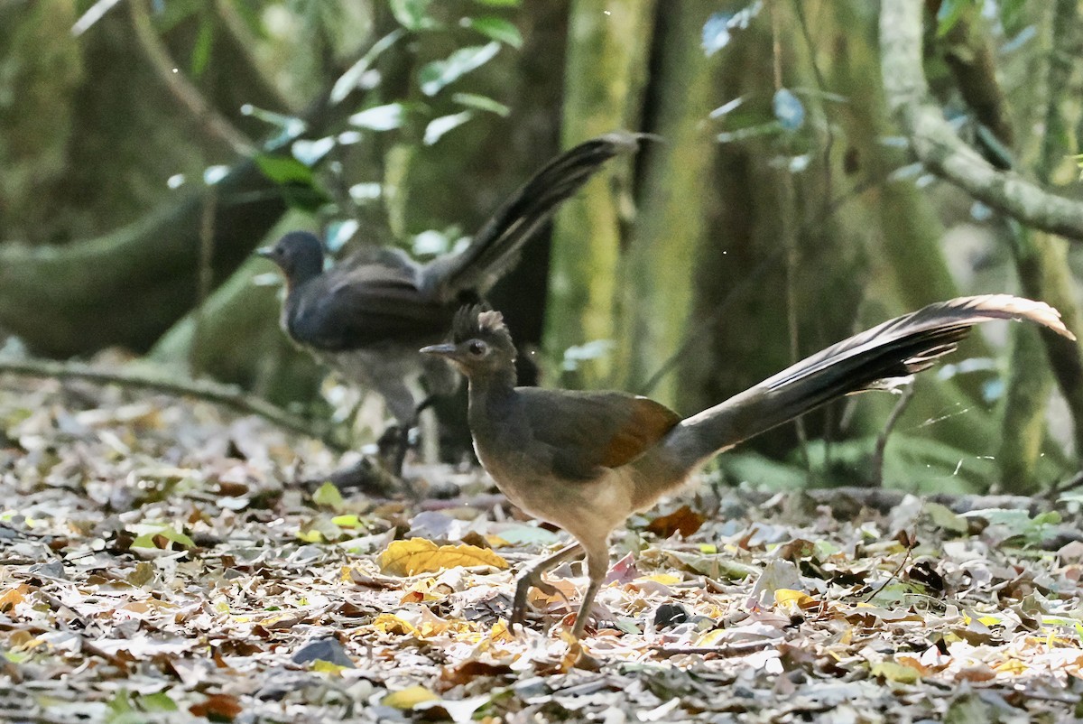 lyrochvost nádherný - ML644185783