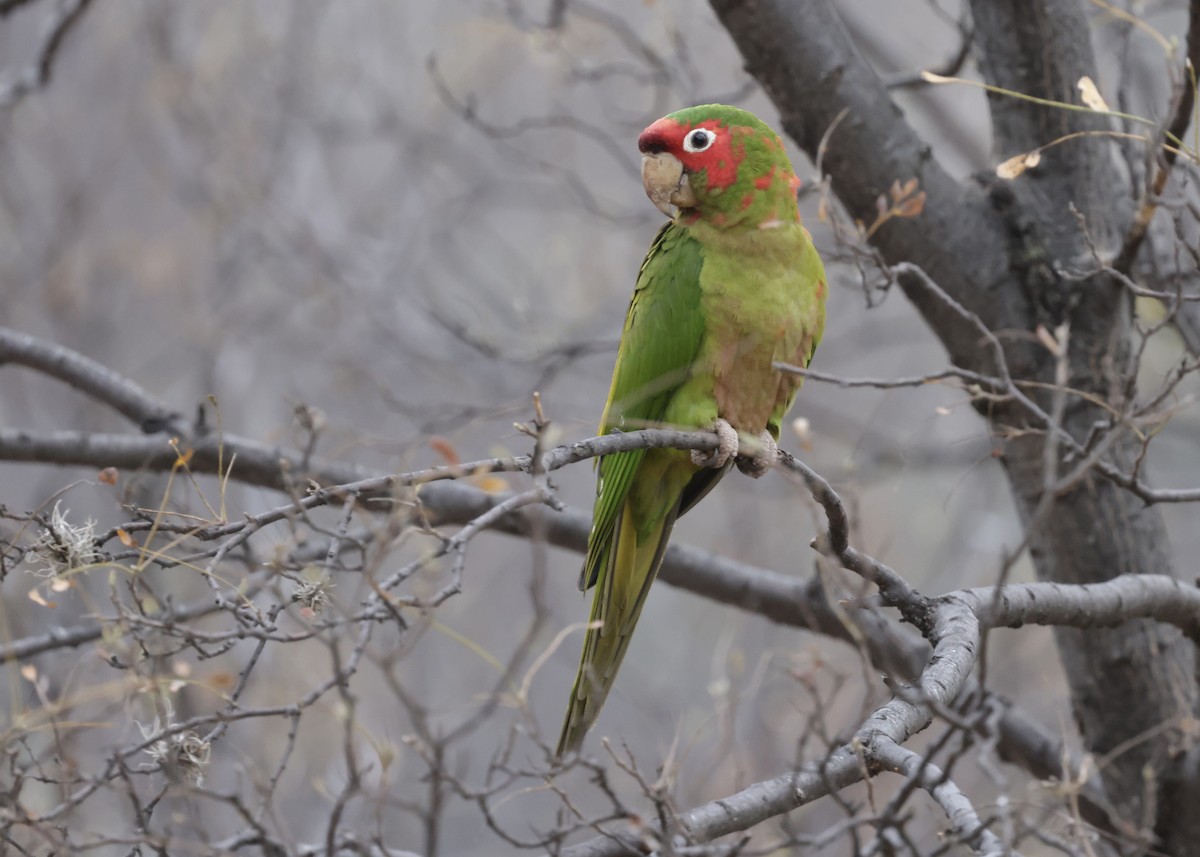 Alev Başlıklı Papağan - ML644185786