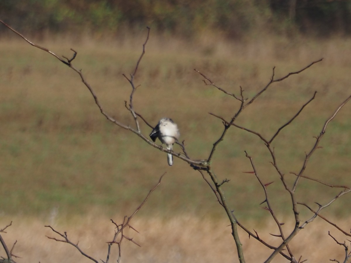 Пересмішник багатоголосий - ML644185794