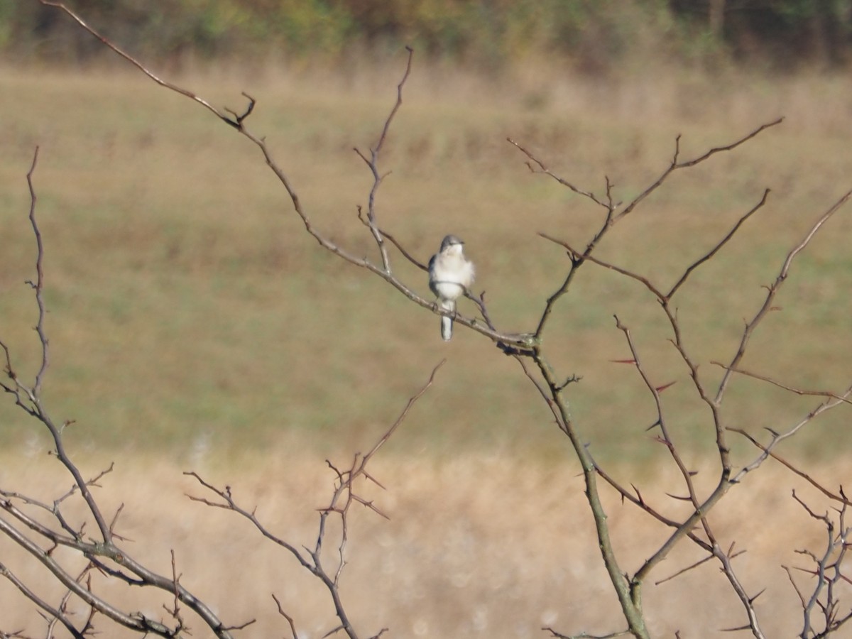 Пересмішник багатоголосий - ML644185795