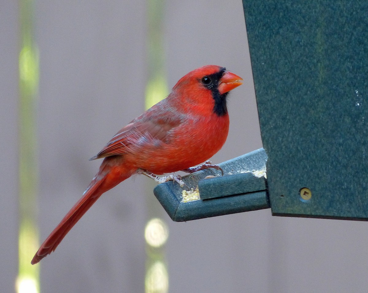 Kırmızı Kardinal - ML644185797