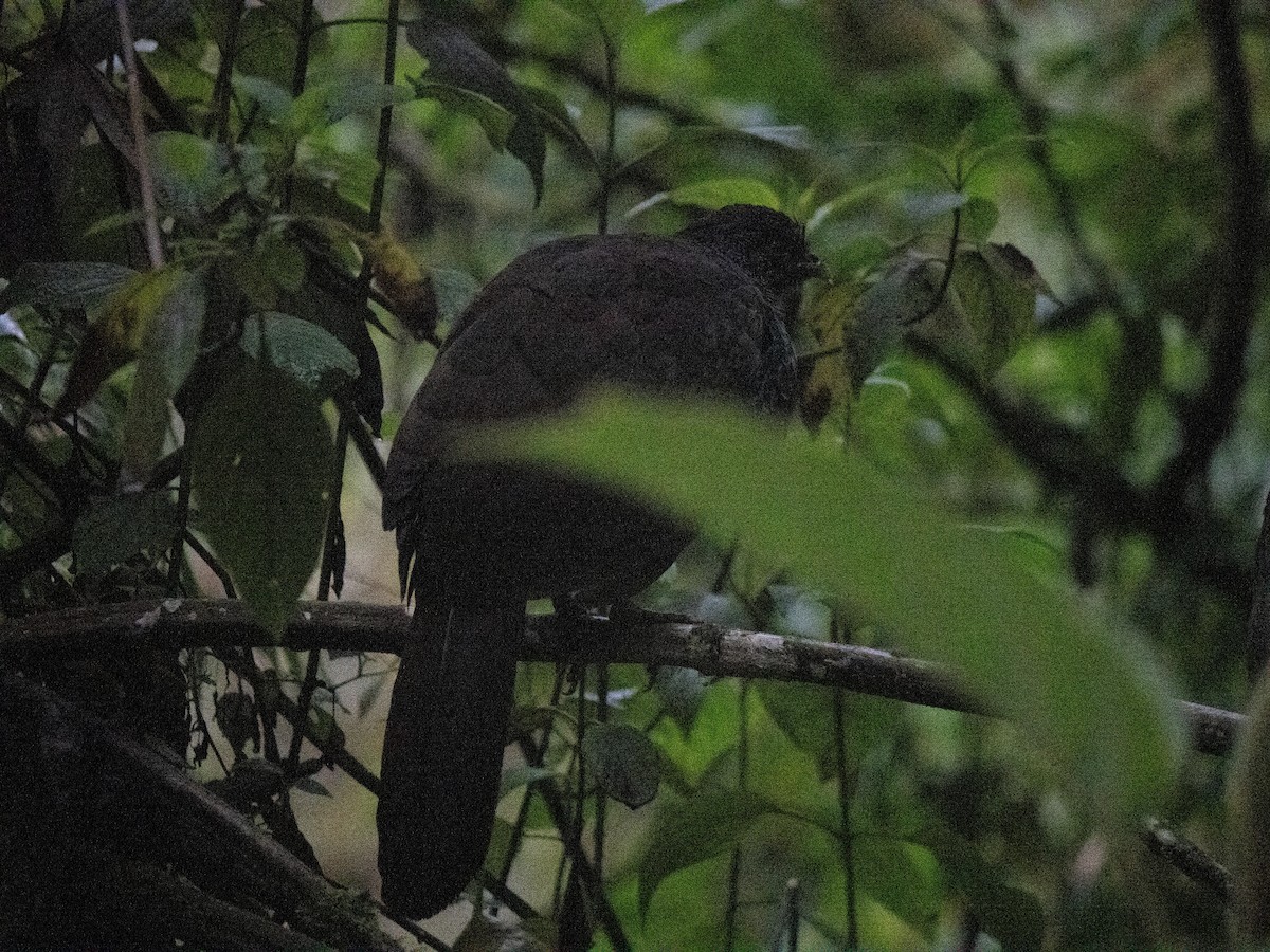 andeshokko - ML644185812