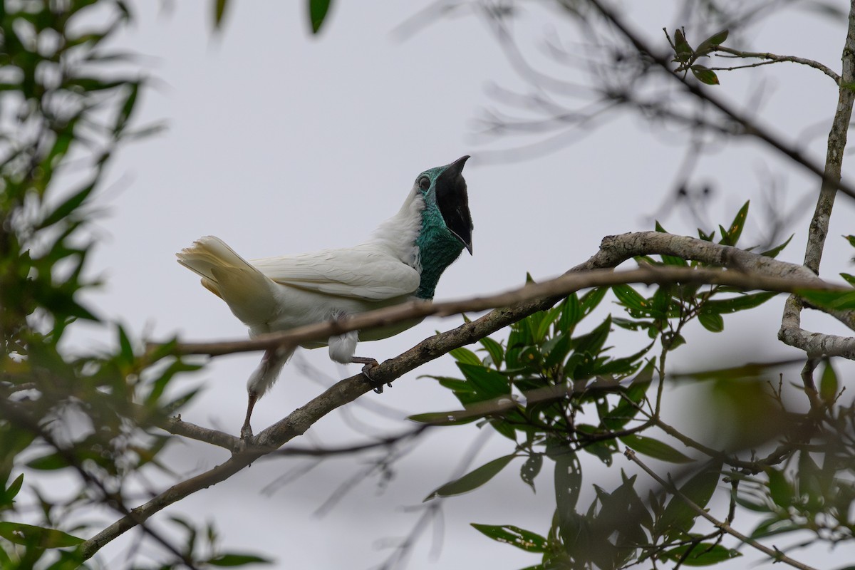 Арапонга голошия - ML644185820