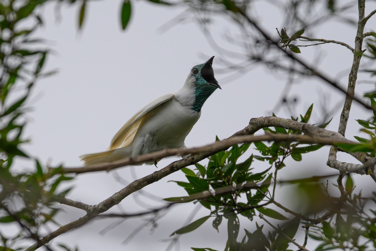 Арапонга голошия - ML644185833