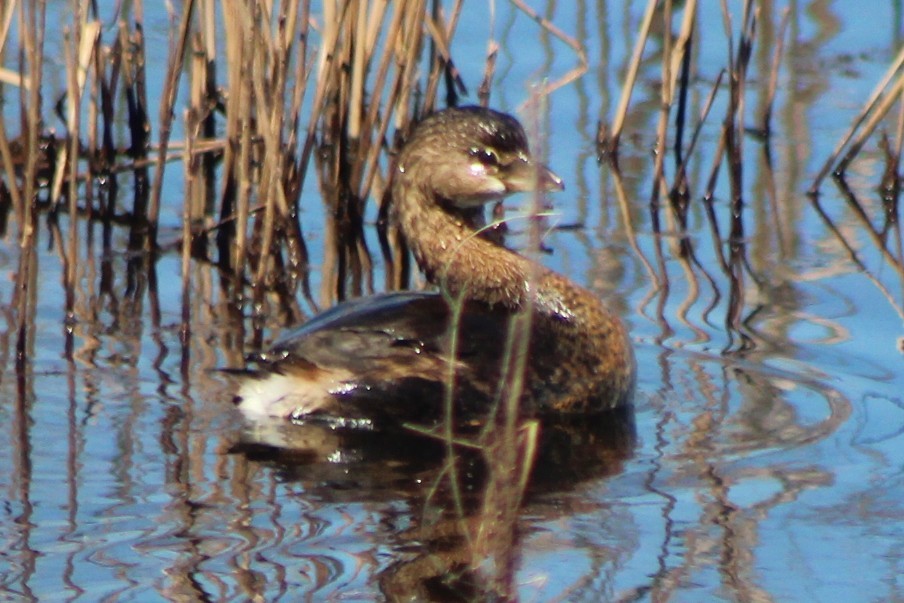 Pied-billed Grebe - ML644185842