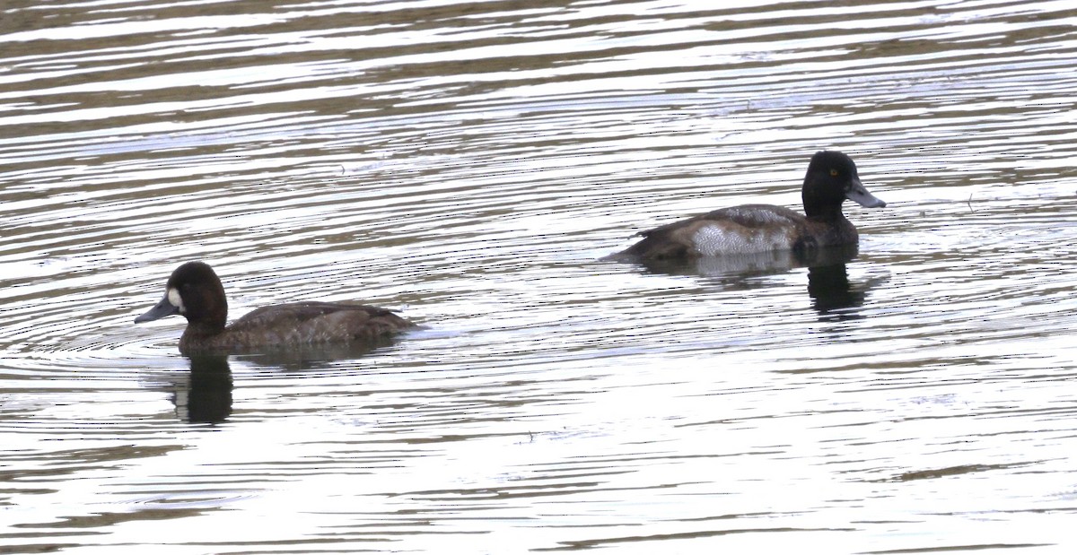 Lesser Scaup - ML644185843