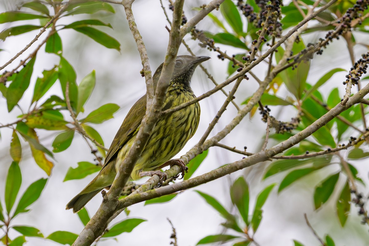 Арапонга голошия - ML644185849