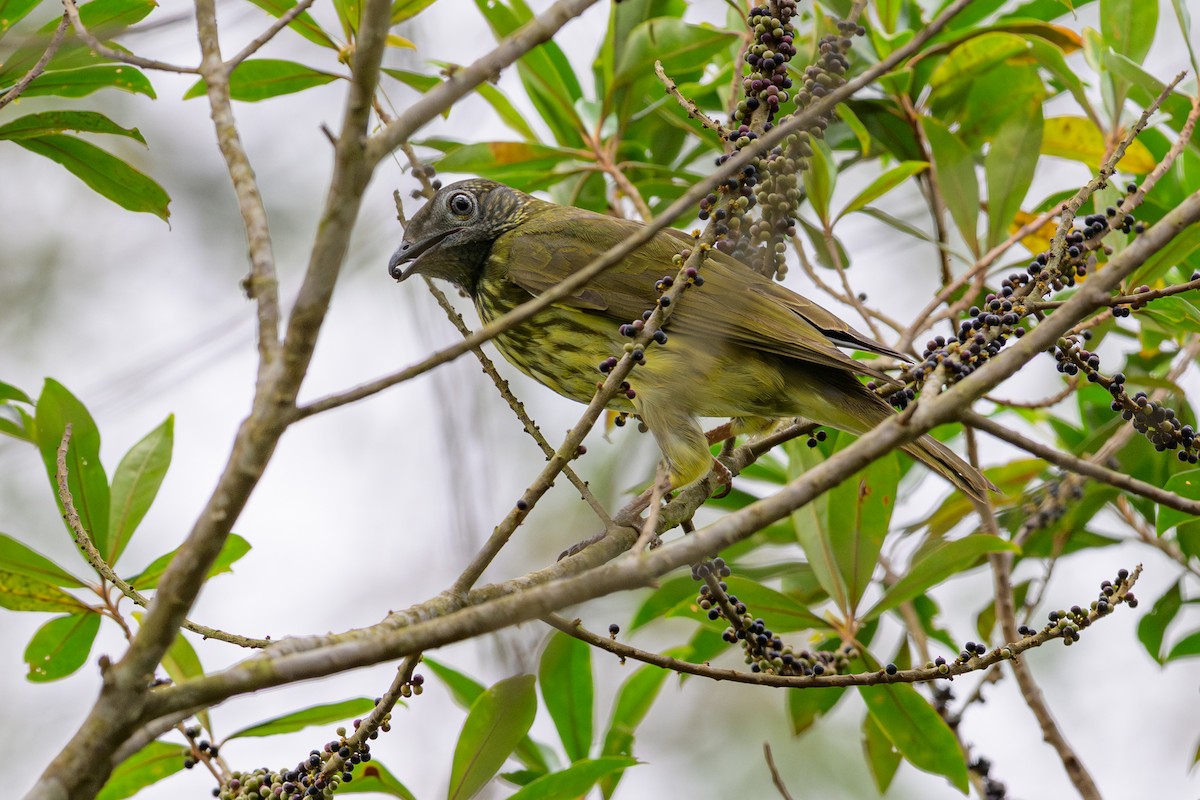 Арапонга голошия - ML644185850