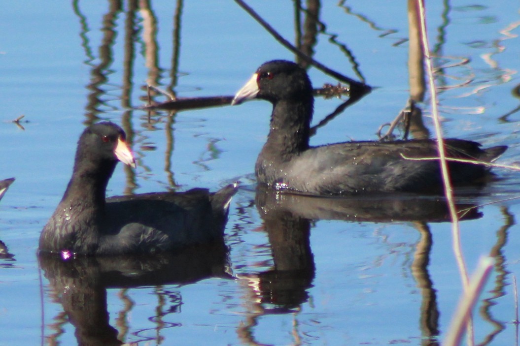 American Coot - ML644185857