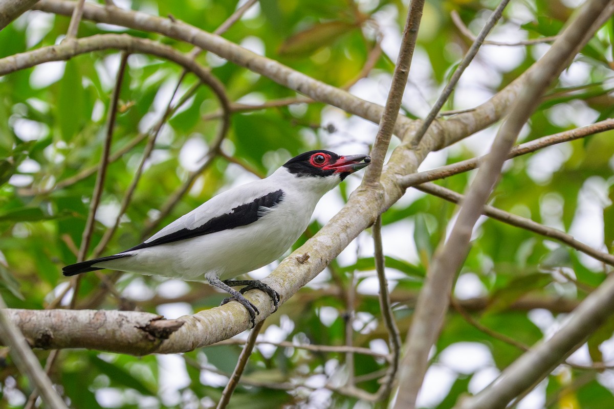 Black-tailed Tityra - ML644185864