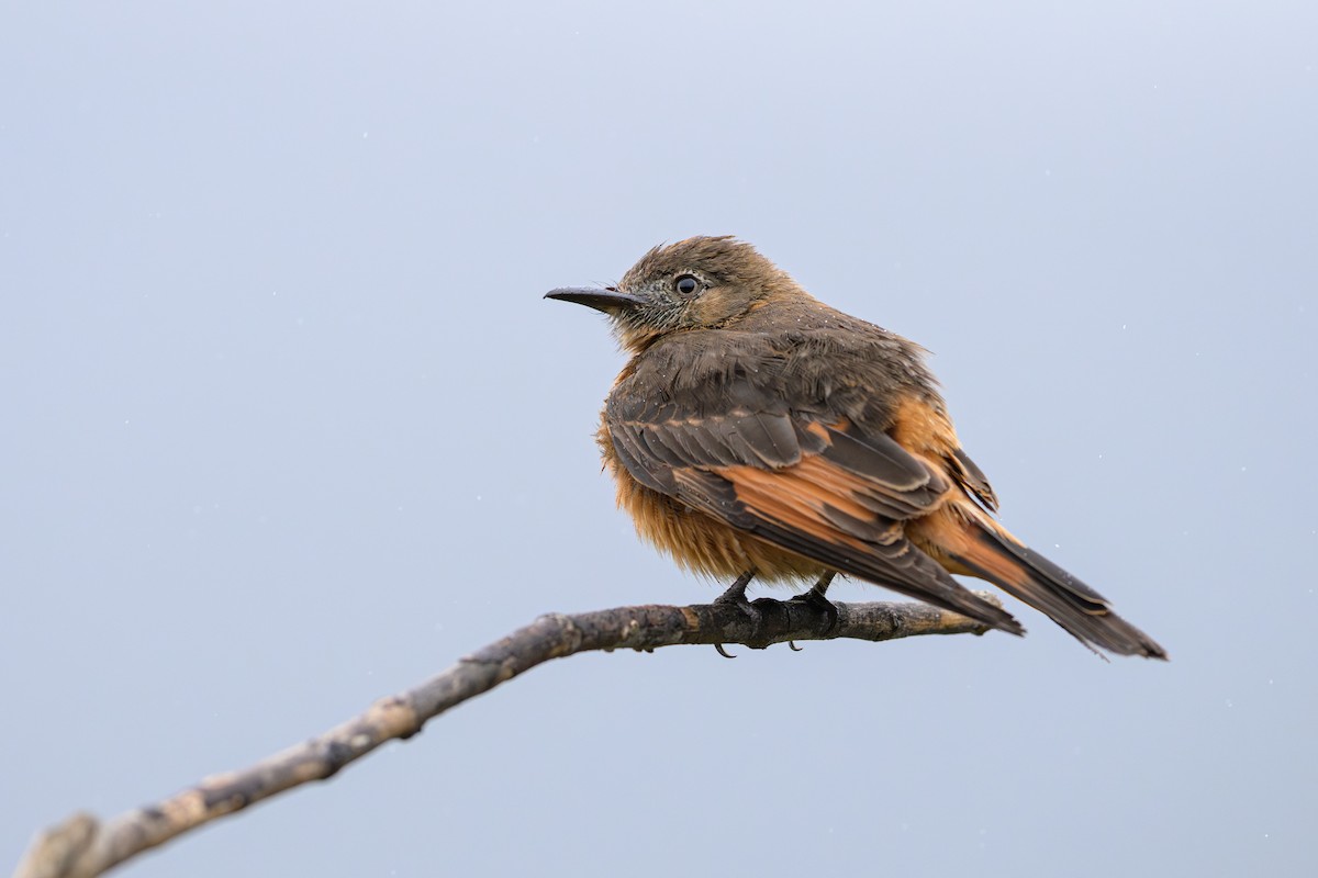 Cliff Flycatcher - ML644185871