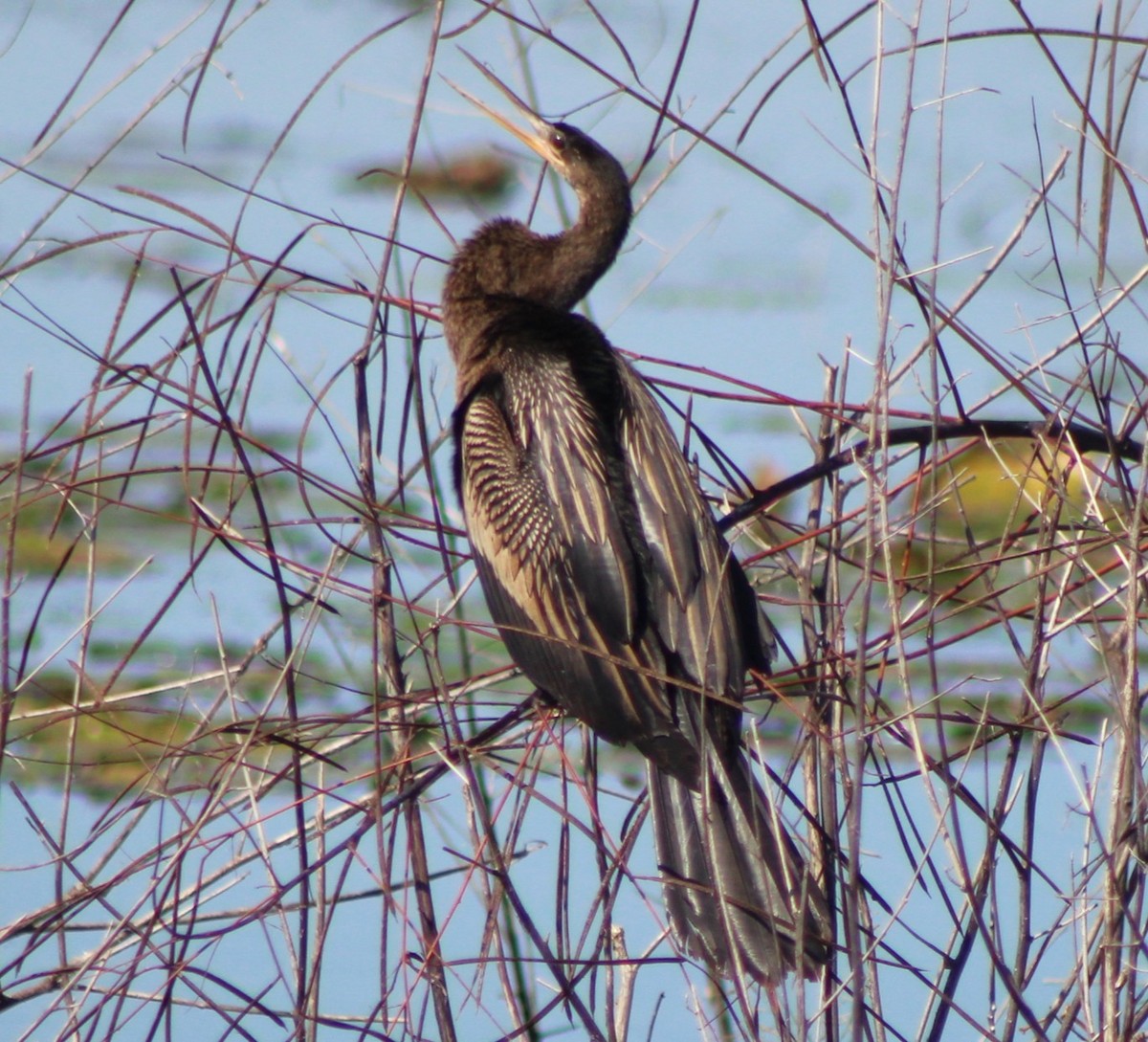 Anhinga - ML644185874