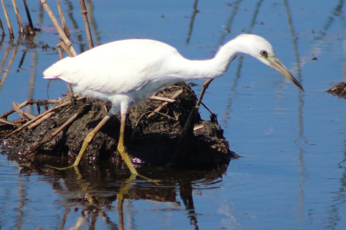 Little Blue Heron - ML644185881