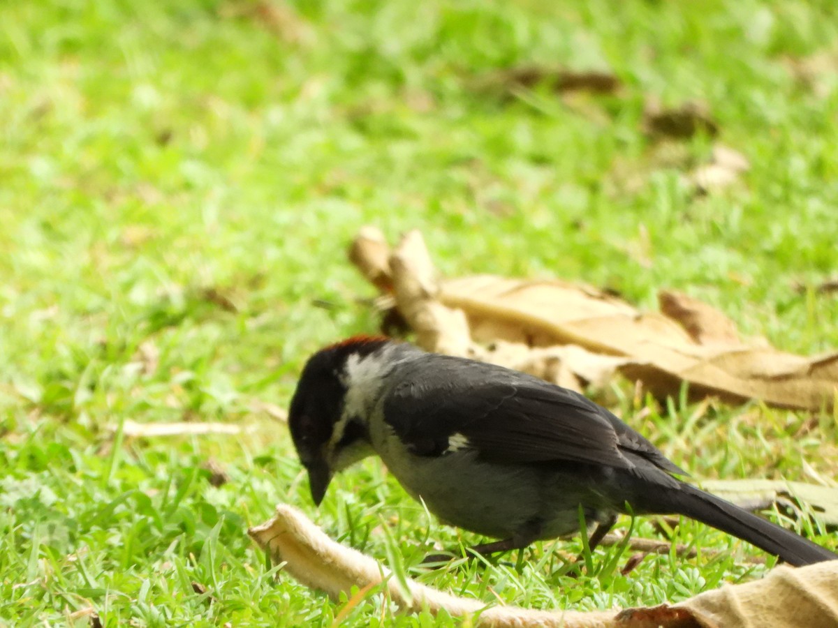 Northern Slaty Brushfinch - John Calderón Mateus