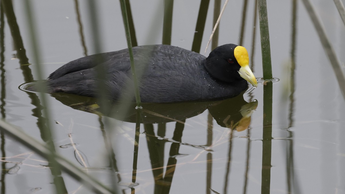 White-winged Coot - ML644185893