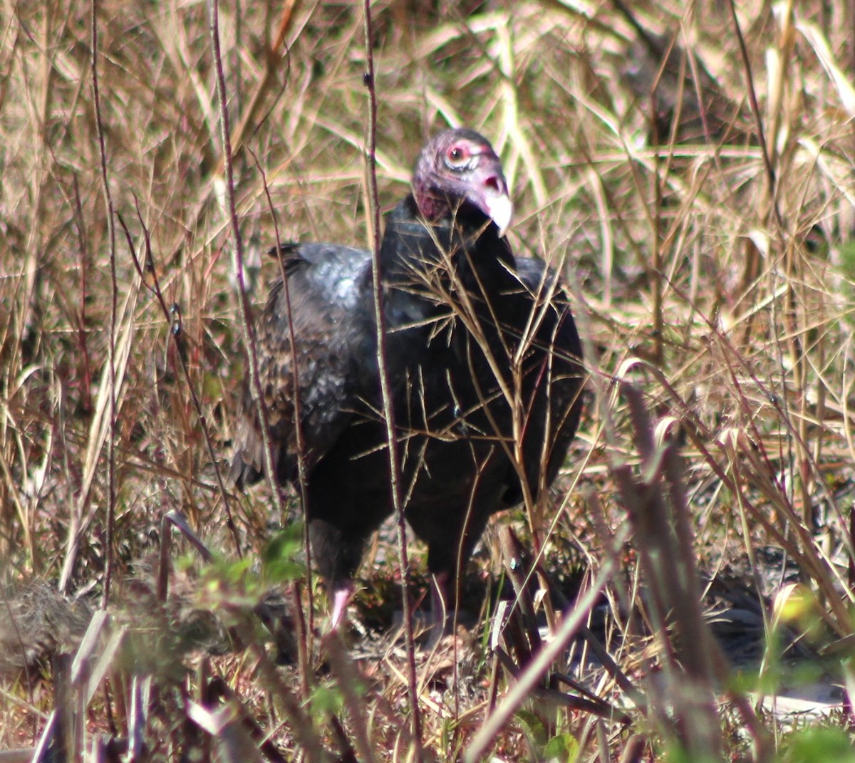 Turkey Vulture - ML644185895