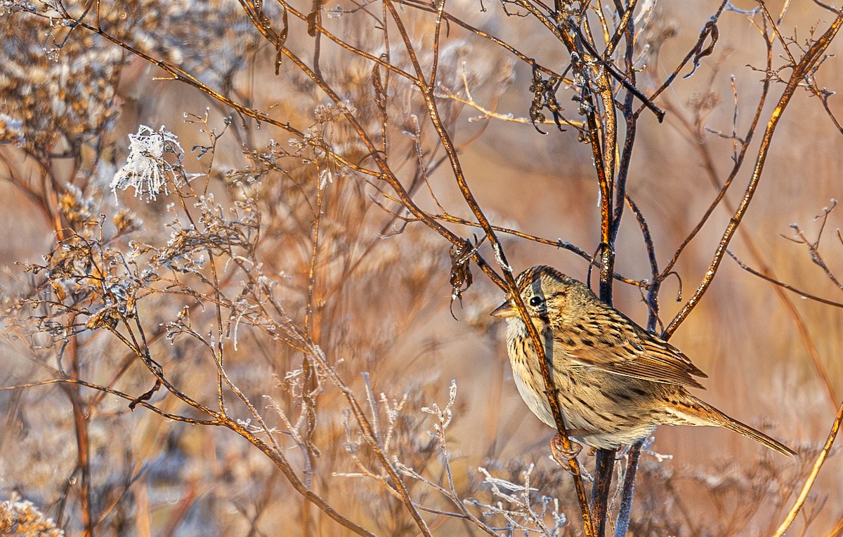 Lincoln's Sparrow - ML644185906