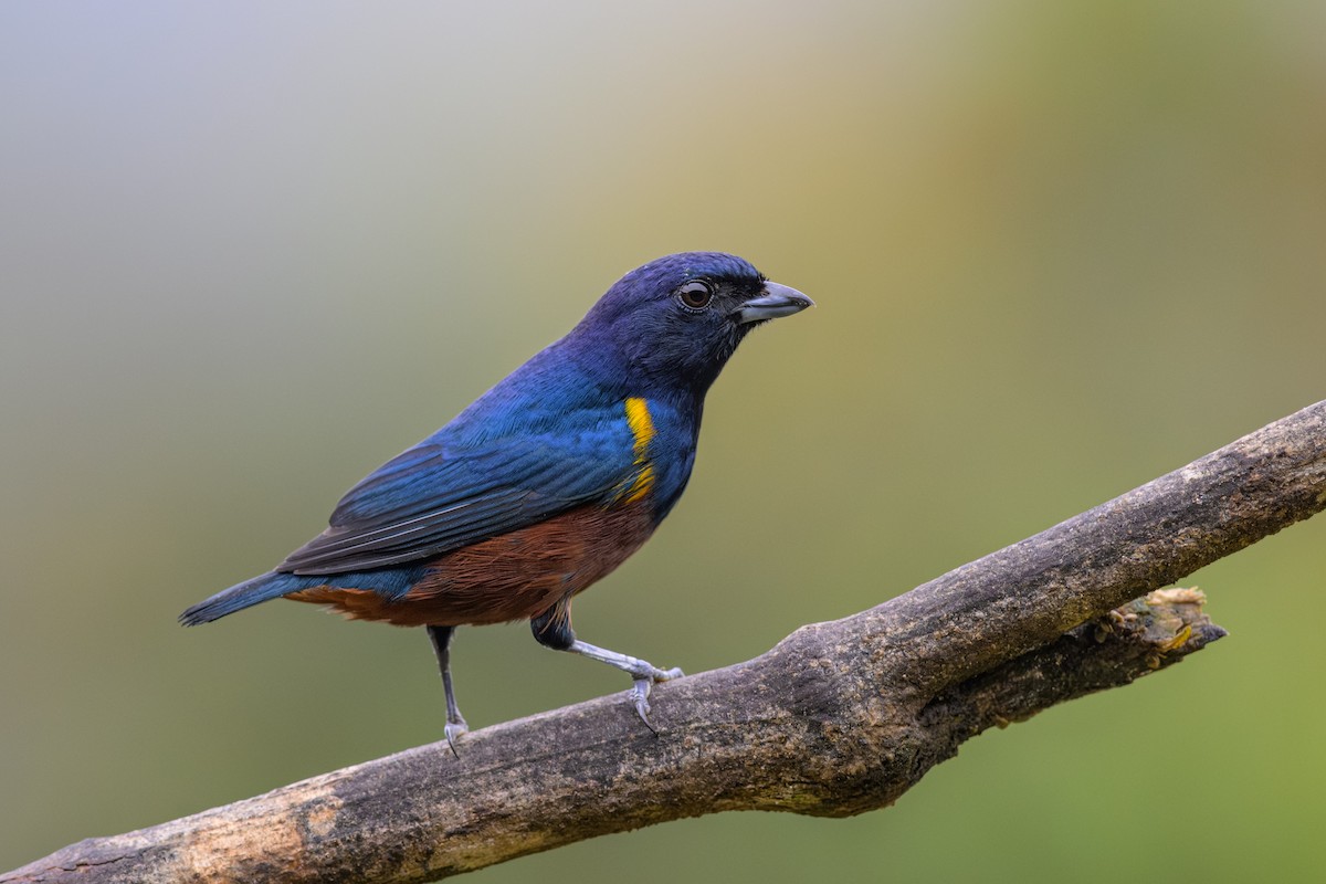 Chestnut-bellied Euphonia - ML644185920