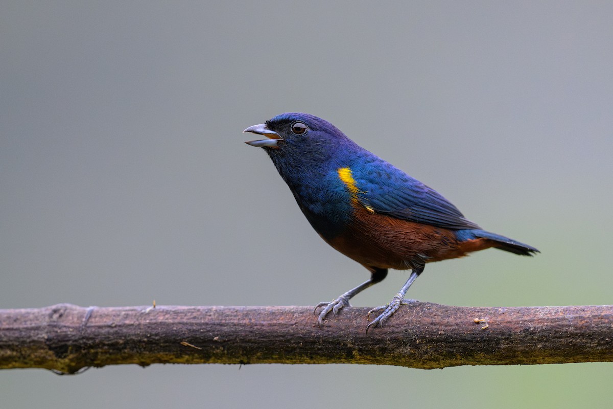 Chestnut-bellied Euphonia - ML644185921