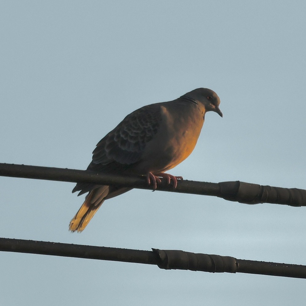 Oriental Turtle-Dove - ML644185953