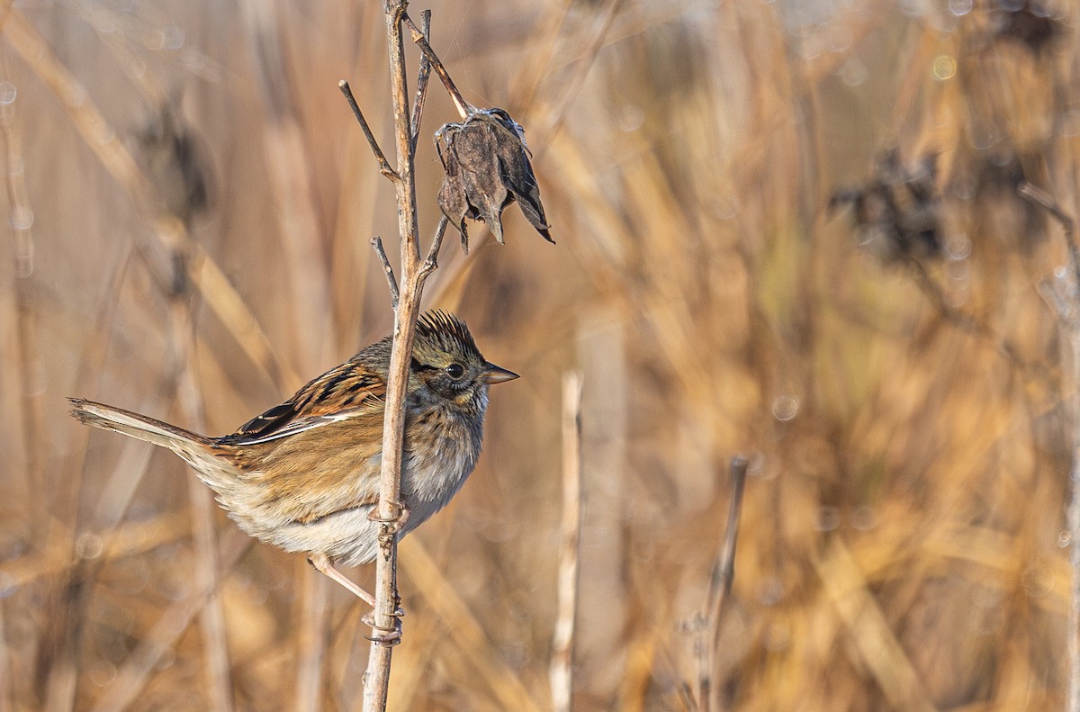Swamp Sparrow - ML644185957
