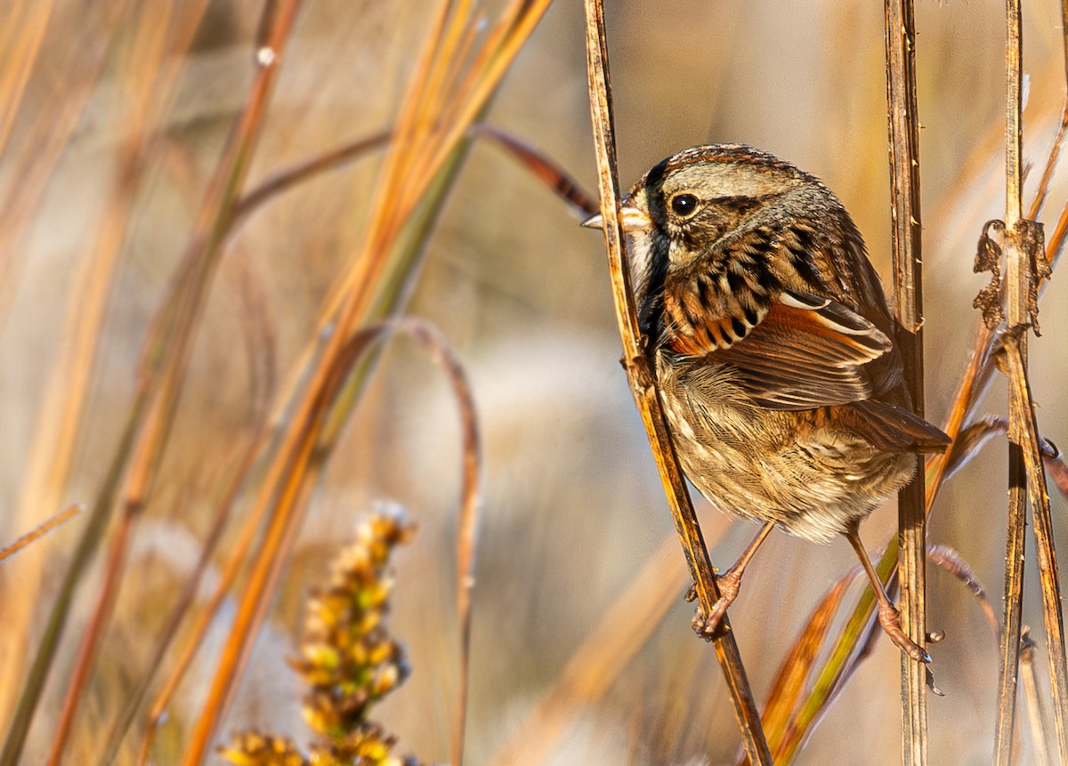 Swamp Sparrow - ML644185965