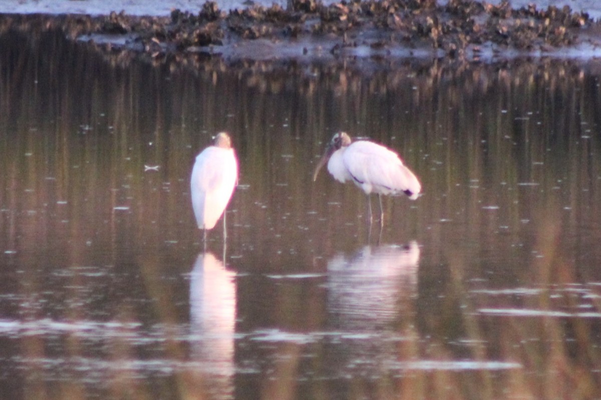 Wood Stork - ML644185967