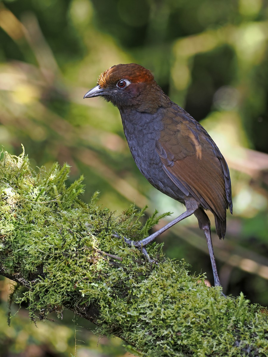 Chestnut-naped Antpitta - ML644185968