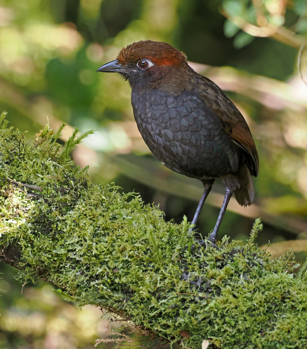 Chestnut-naped Antpitta - ML644185972