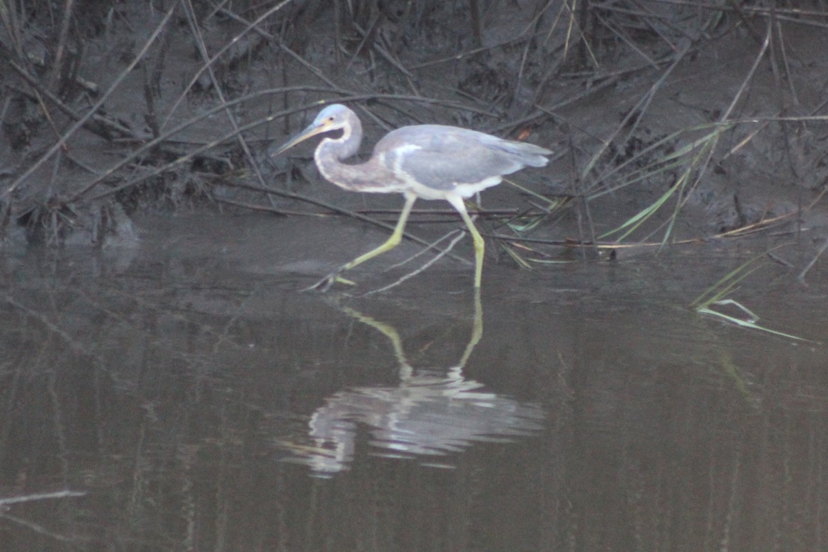Tricolored Heron - ML644185977